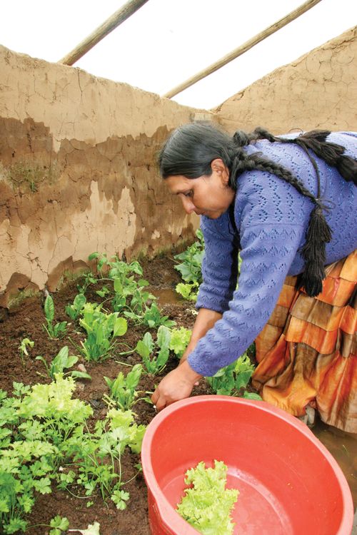 A woman from Bolivia with black braided hair, a blue sweater, and an orange skirt, leaning over to collect vegetables in a bucket.