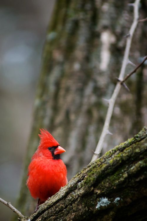A red cardinal with a black face perches on a frost-covered tree in winter.