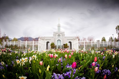 A wide-angle image of the tulips and other spring flowers in front of the Mount Timpanogos Utah Temple, which is seen through an open gate.