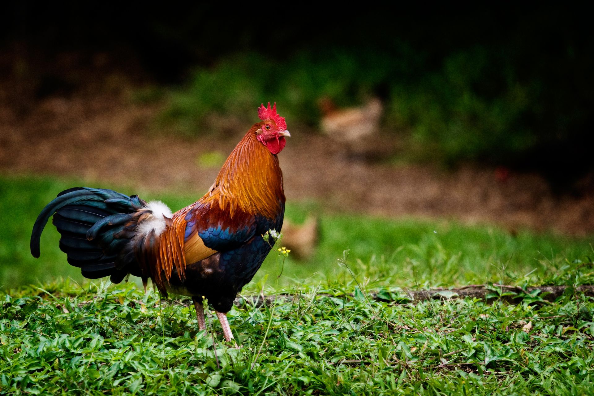 A portrait of rooster on a farm.