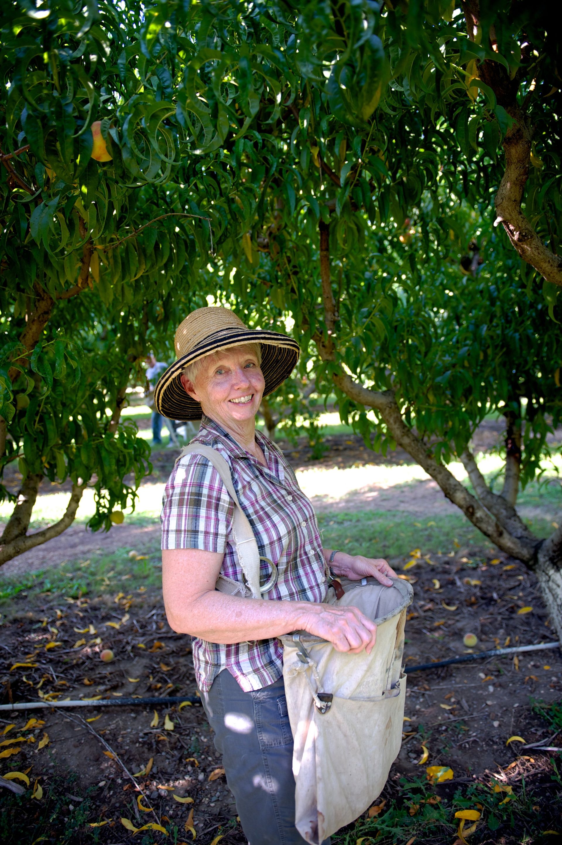 A woman picks peaches and fills a bag with them.