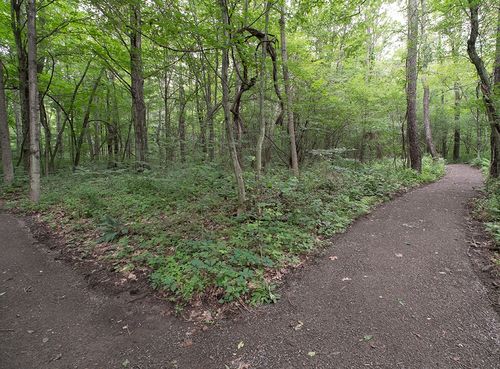 two paths in the woods