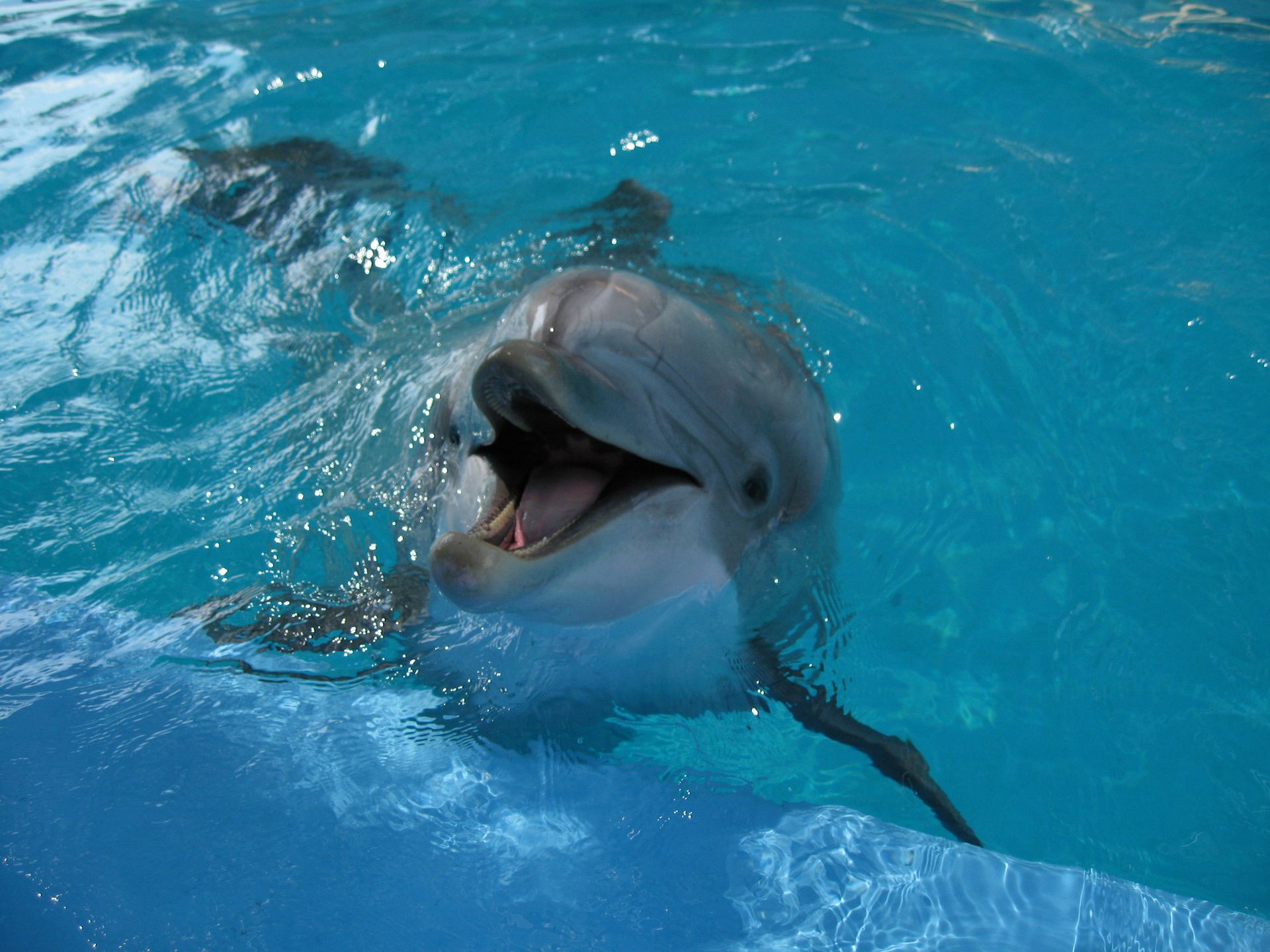 A dolphin pops out of the water while swimming.
