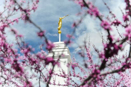 The spire and the angel Moroni on the Colonia Juárez Chihuahua Mexico Temple rising behind light purple tree blossoms.