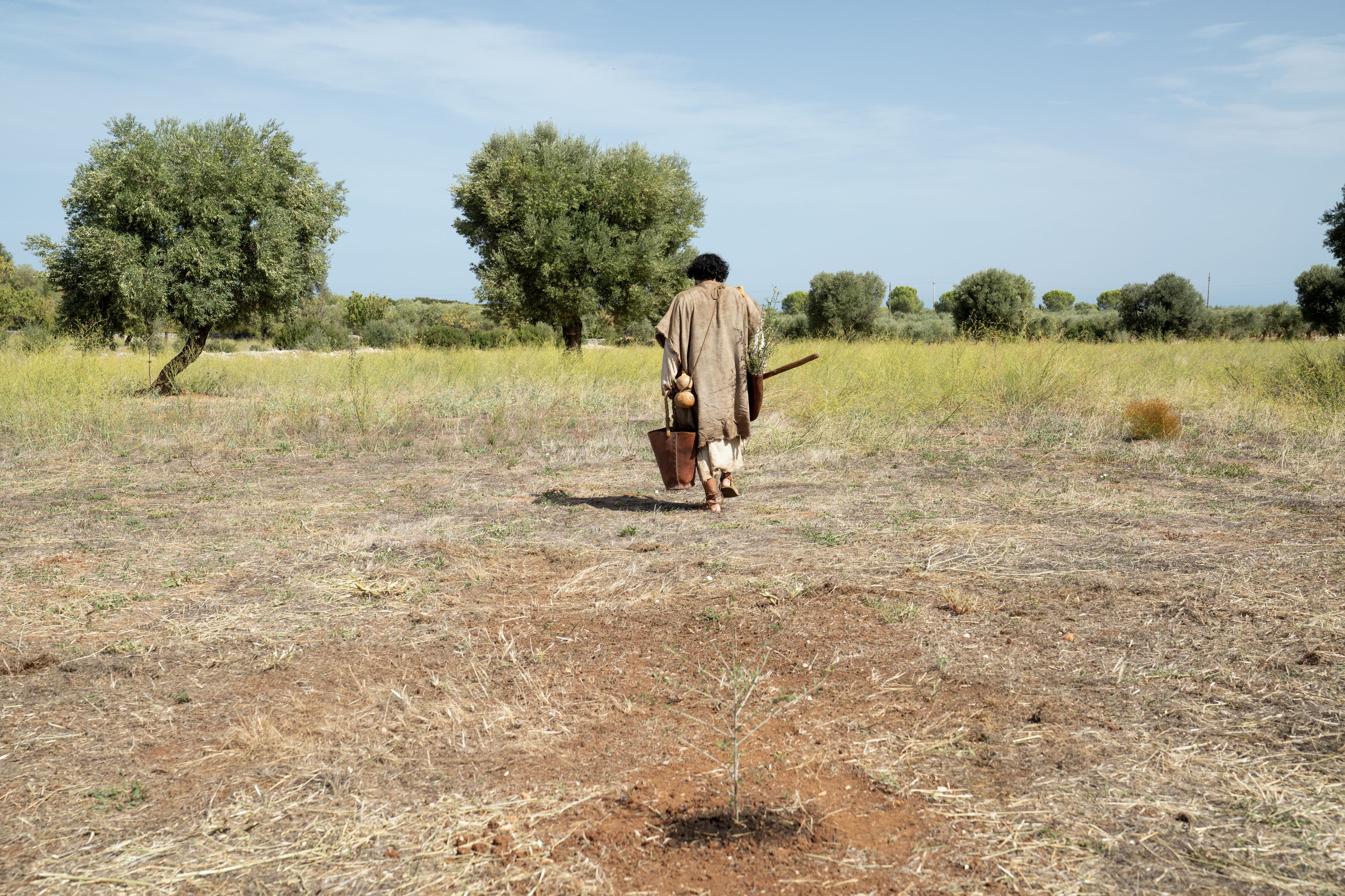 The Lord of the Vineyard walks away after planting the final tender branch of the olive tree. This is part of the olive tree allegory mentioned in Jacob 5.