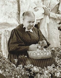 silk harvest