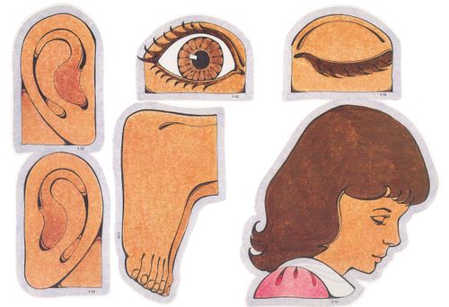 Primary cutouts of a left ear, right ear, feet, an open brown eye, a closed eye, and the head of a girl with brown hair and a pink blouse.