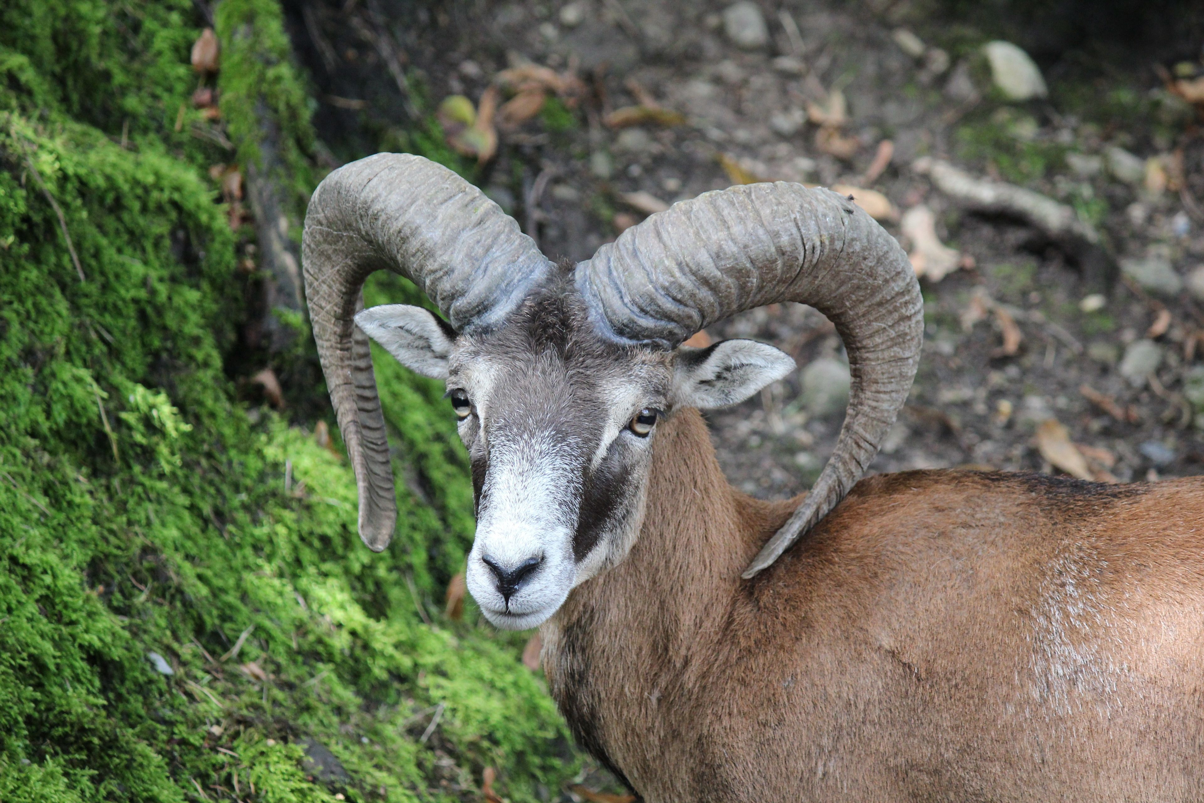 A portrait of a mouflon, which is a subspecies group of wild sheep.