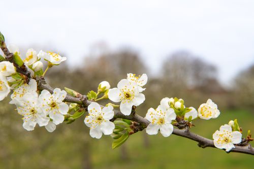 close-up of fruit blossoms