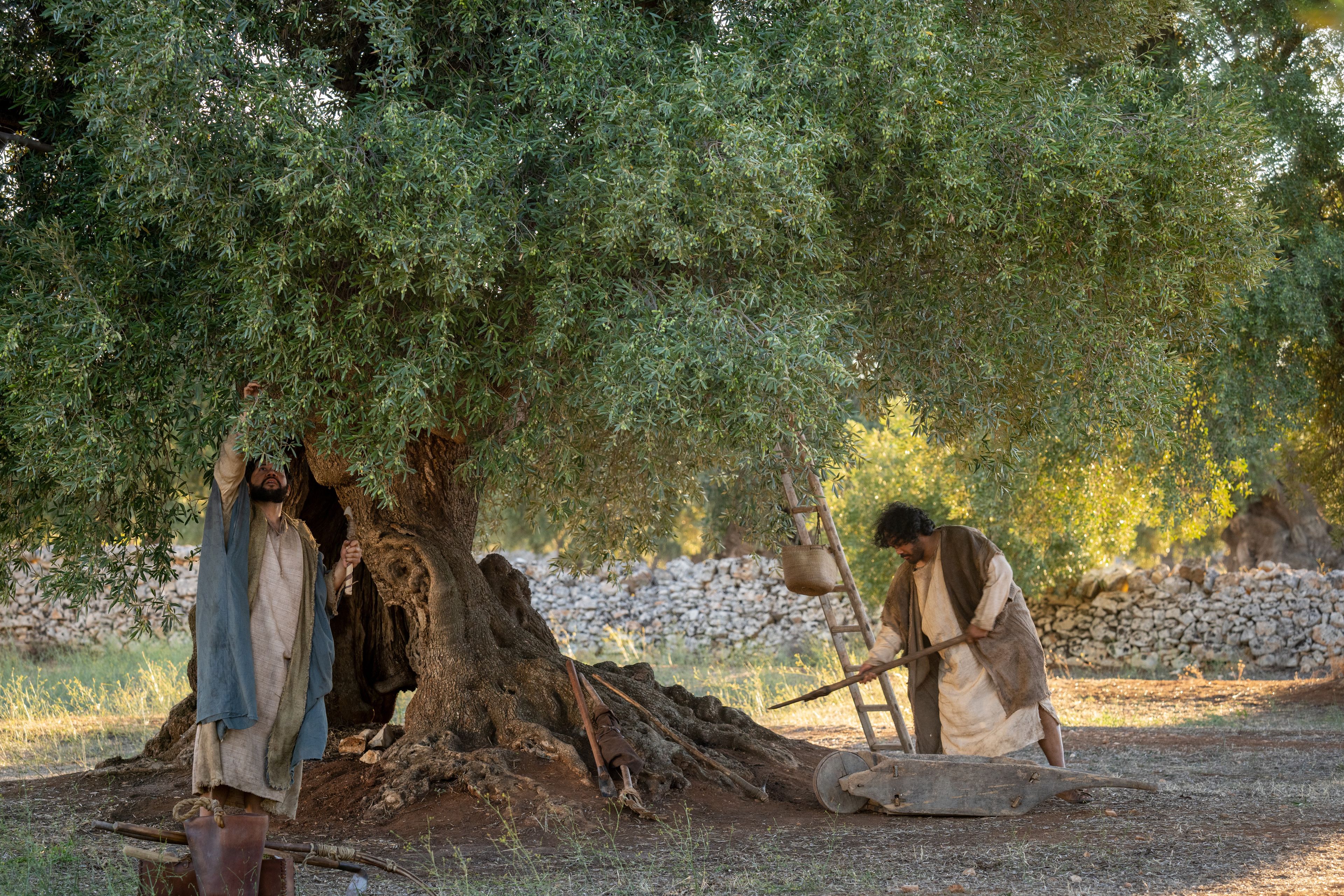 The Lord of the Vineyard and his servant prune one of the olive trees. This is part of the olive tree allegory mentioned in Jacob 5.