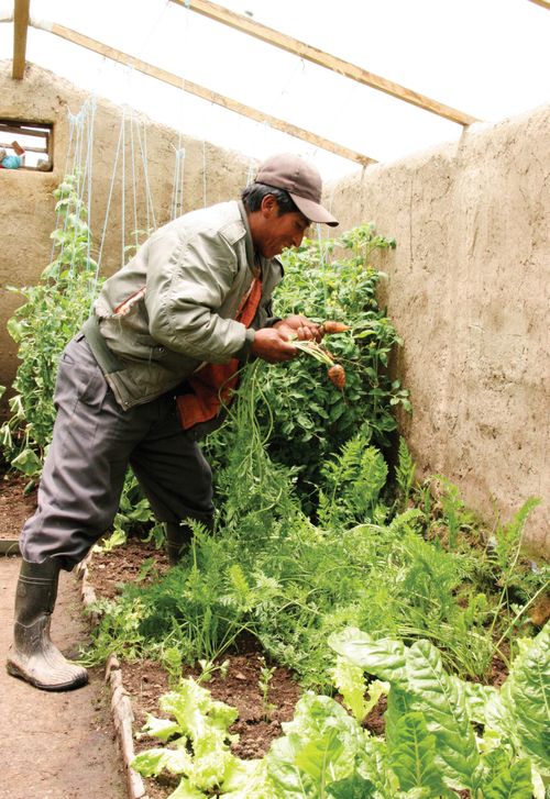 A man in irrigation boots, a green jacket, and a brown hat, standing in a garden and looking at carrots.