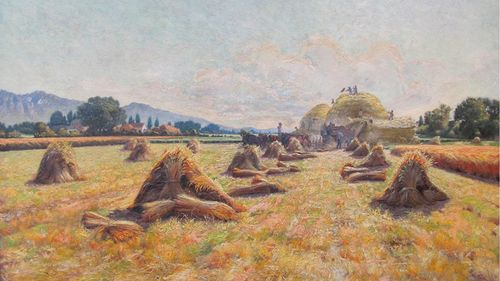 a wheat harvest