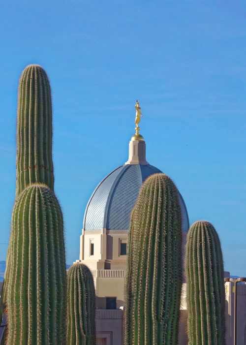 A photograph of saguaro cacti with the Tucson Arizona Temple dome visible in the background.