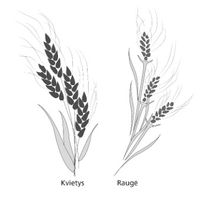 wheat and tares