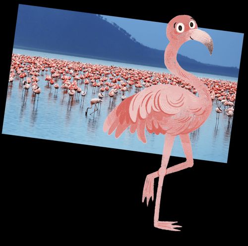 Flamingos