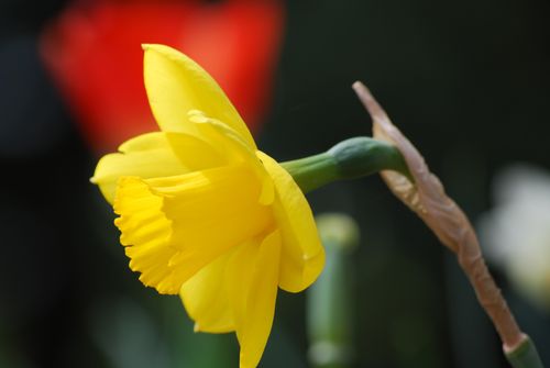 A yellow daffodil in full bloom on the stem, with a blurred red flower in the background.