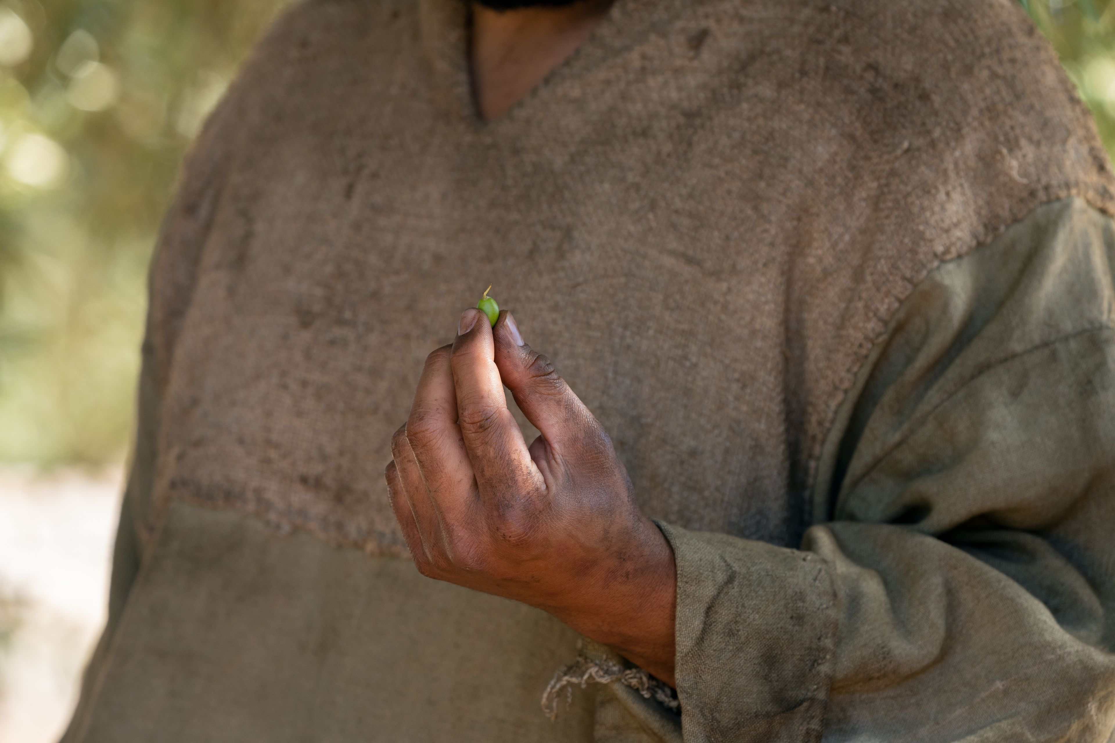 The Servant of the Vineyard holds some of the good fruit from an olive tree. This is part of the olive tree allegory mentioned in Jacob 5.