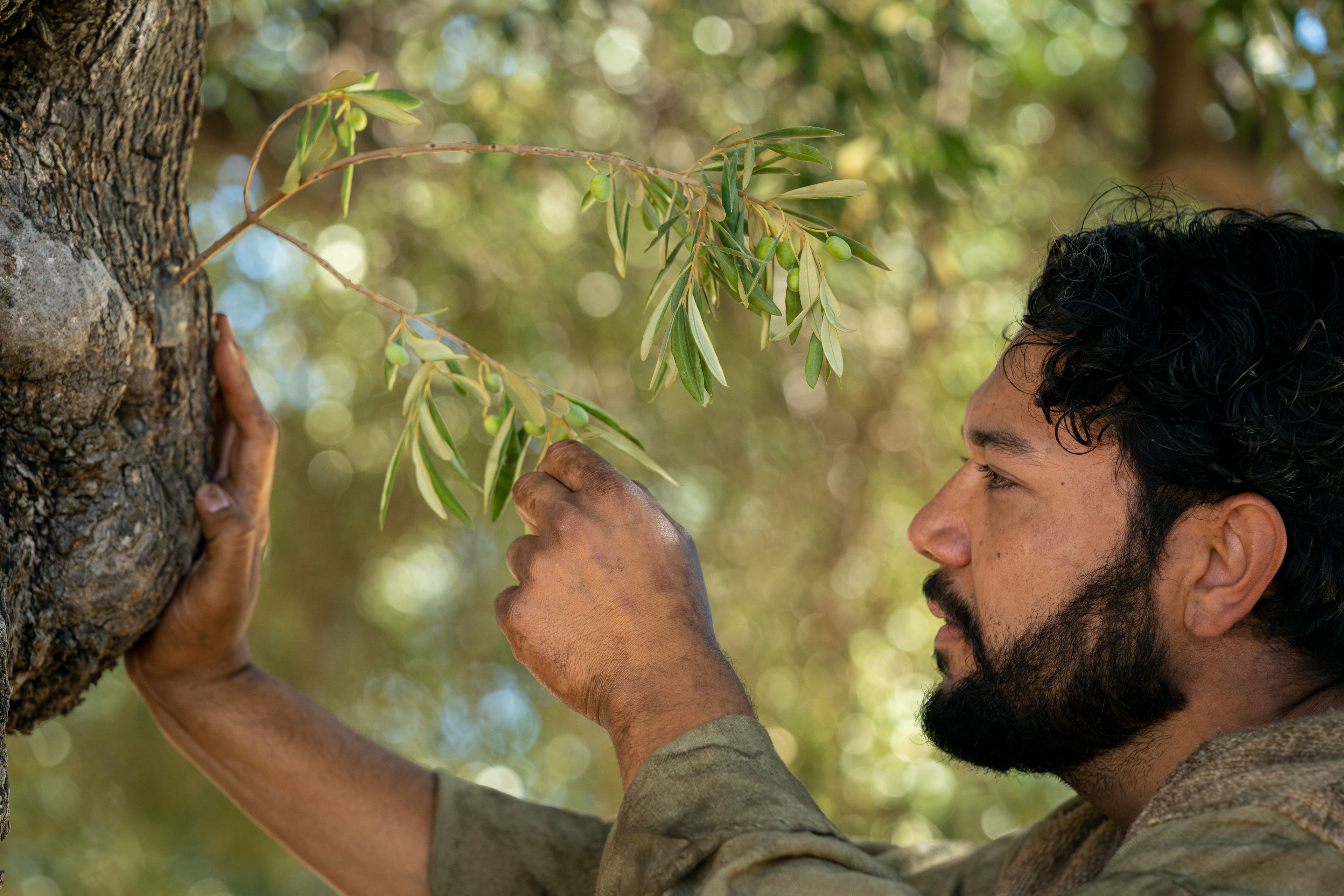 The Servant of the Vineyard inspects the mother olive tree and finds good fruit. This is part of the olive tree allegory mentioned in Jacob 5.