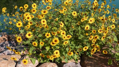 Yellow flowers by some water