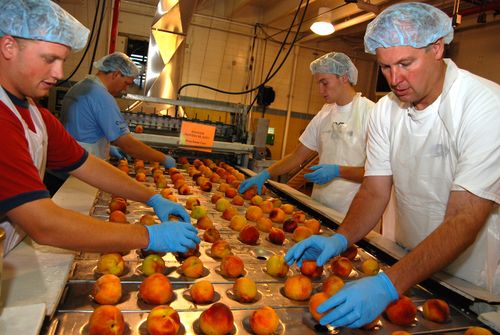 Four men in blue gloves, aprons, and hairnets sorting peaches on the production line in Welfare Square.