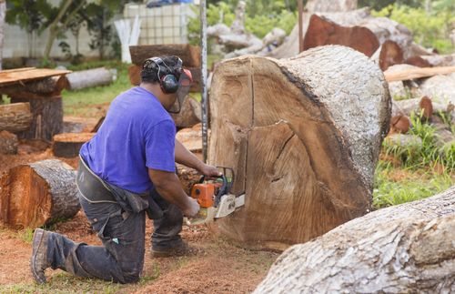 feinga using a saw on a tree stump