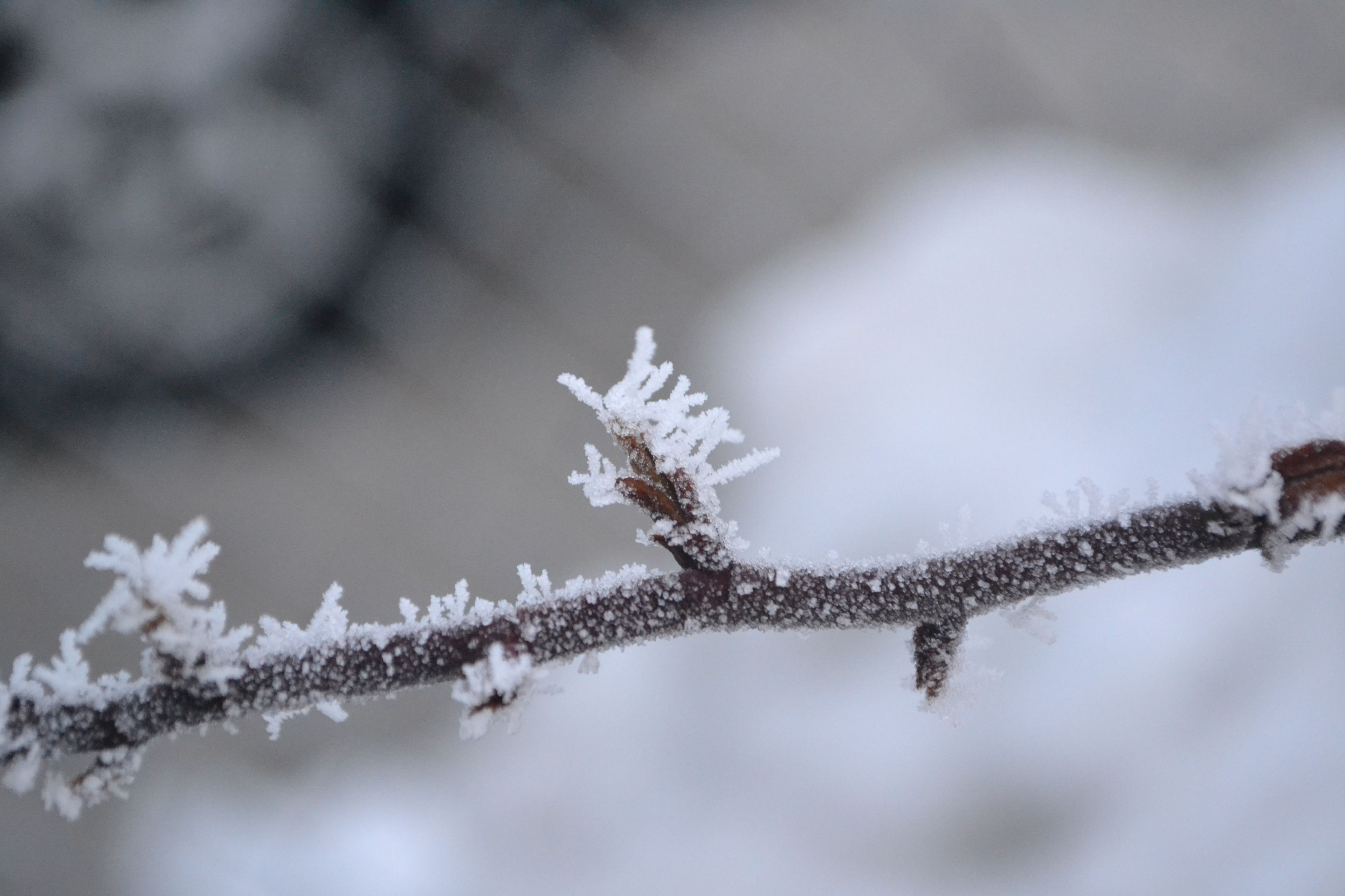 Frost covers a branch on a tree.