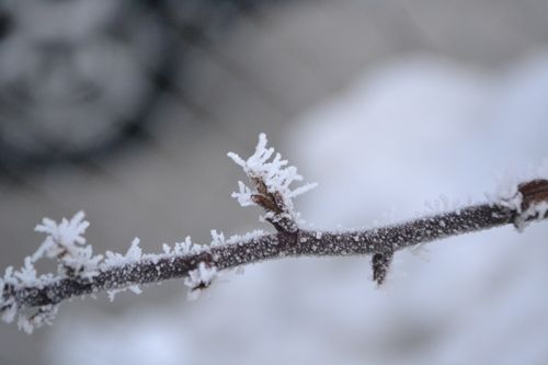 Frost covers a long branch on a tree in winter.