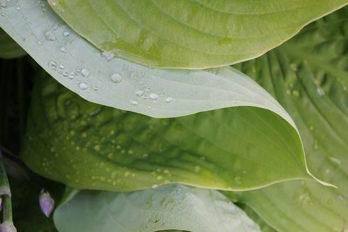 Droplets of water on green leaves.