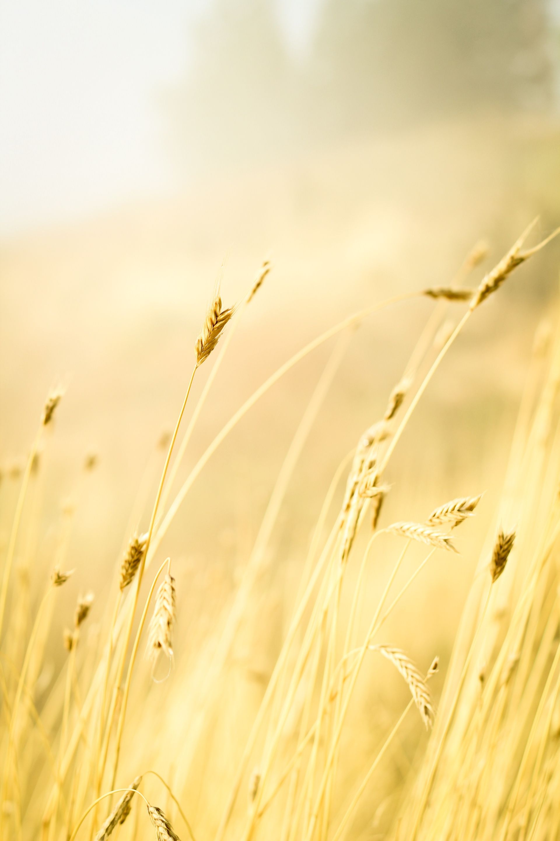 A close-up of wheat in the sunshine.
