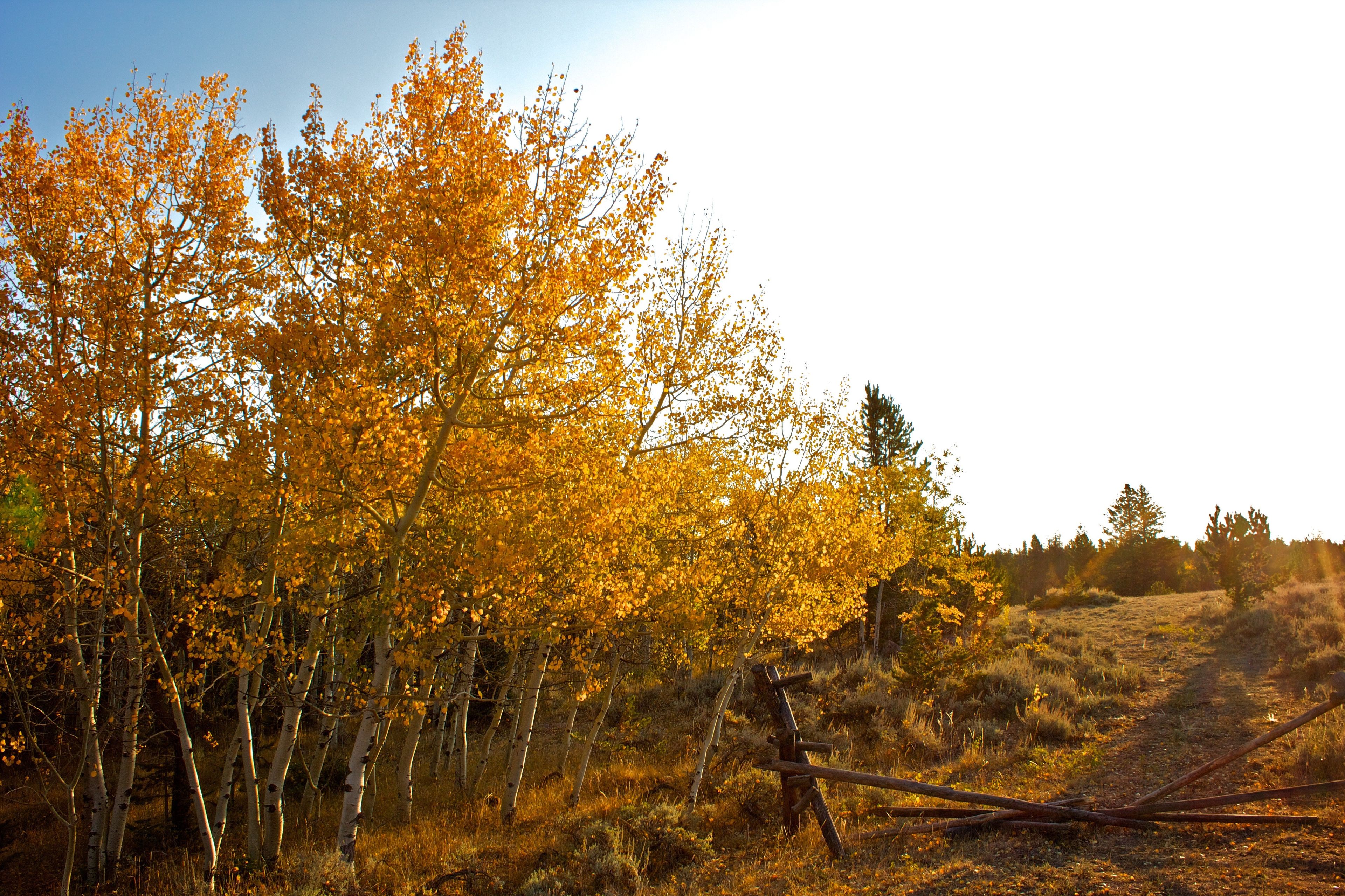 The leaves on aspen trees turn yellow in autumn.