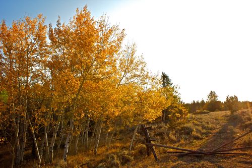 Tall aspen trees with yellow leaves next to a broken fence and a dirt trail during the daytime.