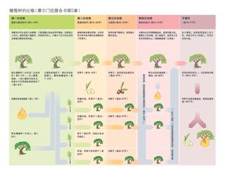 橄榄树比喻的图表