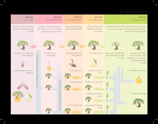 رسم تخطيطي يشرح قصة شجرة الزيتون