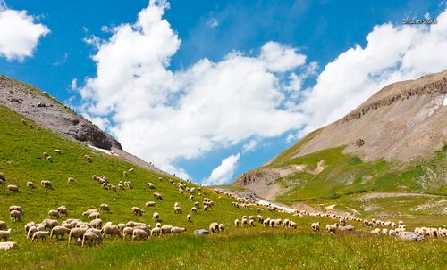 Sheep in the mountains