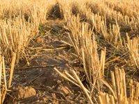 stubble in a field