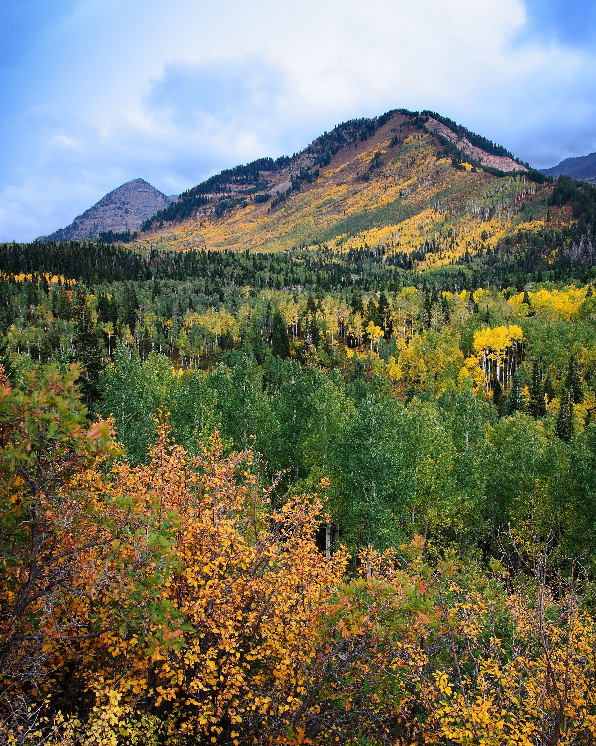 A mountain scene with yellow trees scattered throughout the forest.