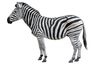 zebra