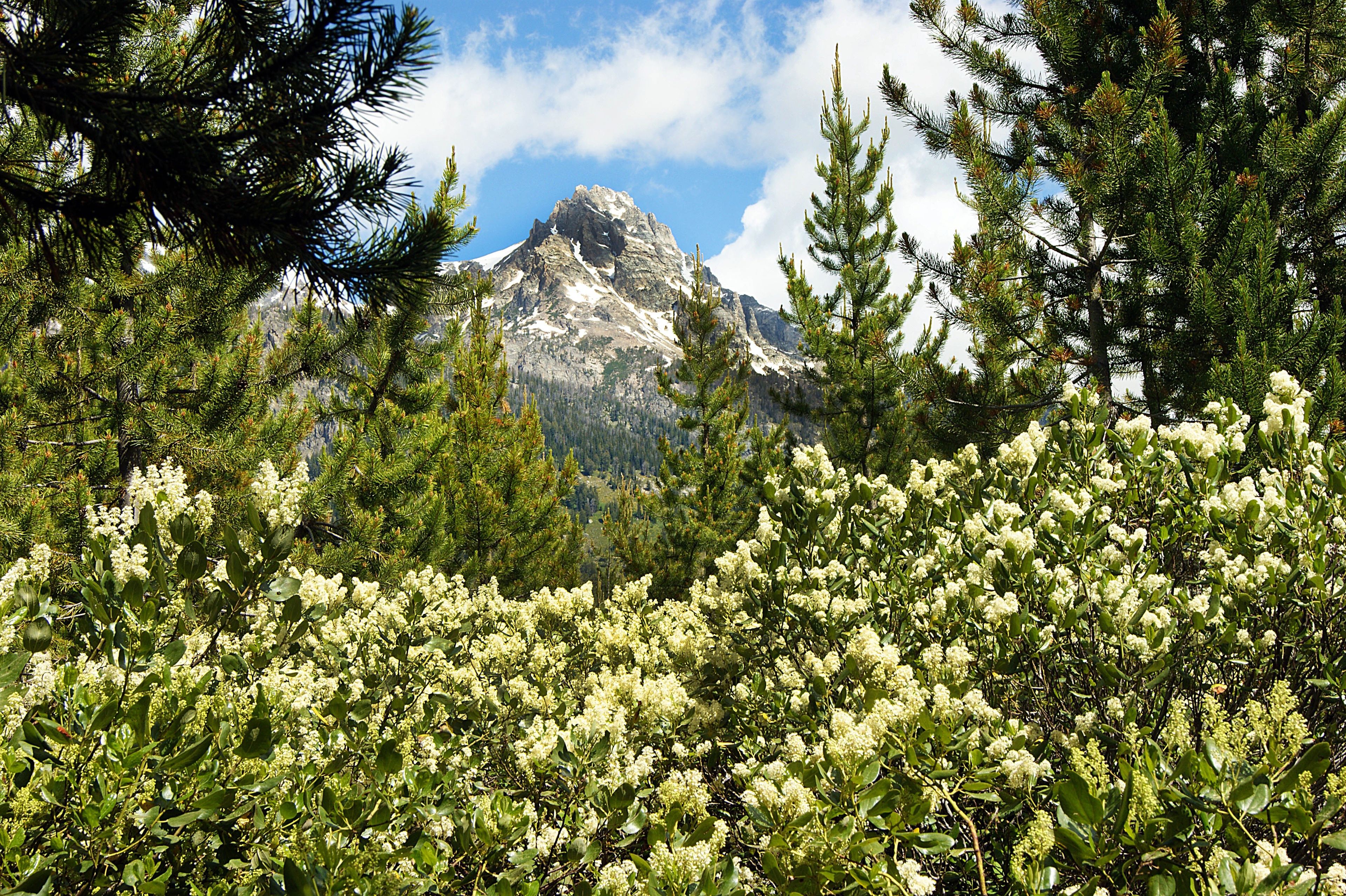 A view of the Grand Teton mountain range, with wildflowers and trees in the foreground.