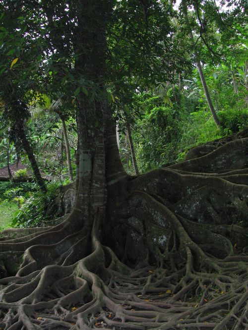 tree with many roots