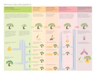 Diagramm õlipuude mõistukujust