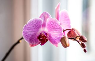 Orchids