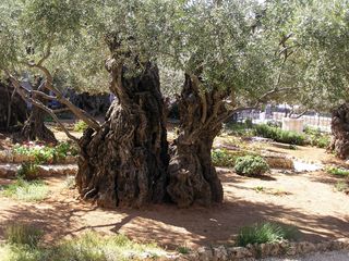 olive tree