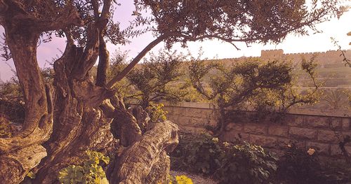 olive tree in the Garden of Gethsamane in Israel