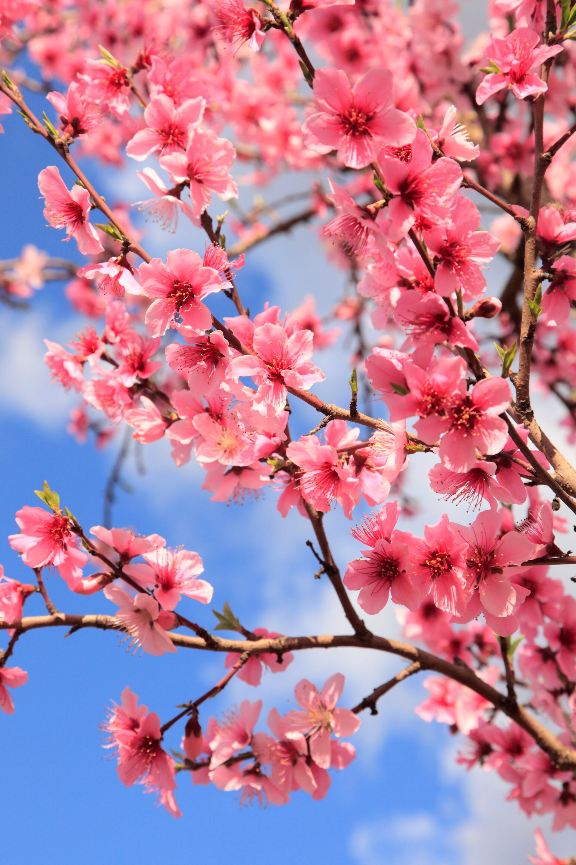 Pink blossoms on a peach tree in spring.
