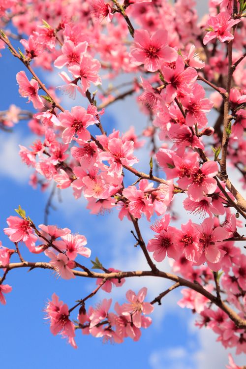 Pink blossoms on a peach tree in spring with a blue sky and clouds above.