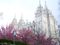 Salt Lake Temple in spring