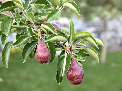 pears on a tree