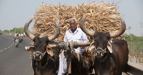 man driving oxen-pulled cart