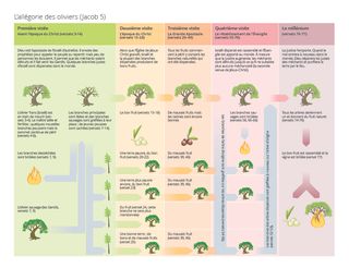 schéma expliquant l’allégorie de l’olivier