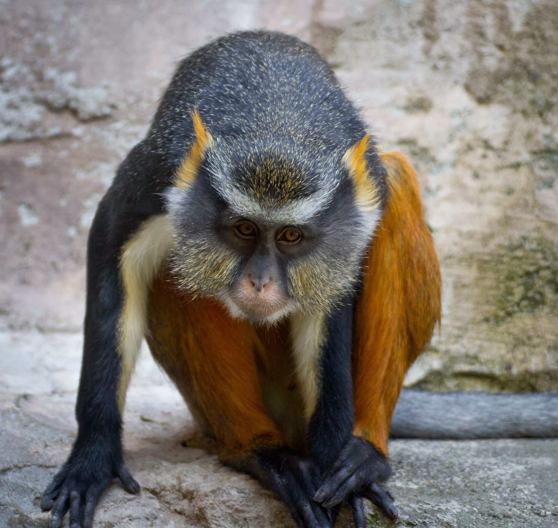 A portrait of a monkey.